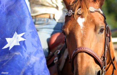 2817-rodeo-horse.jpg