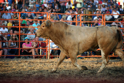 2990-rodeo-bull.jpg