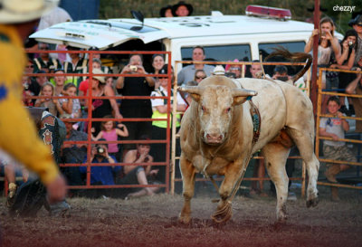 3002-rodeo-bull.jpg