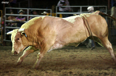 3316-rodeo-bull.jpg