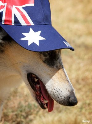 2686- Rosie on Australia Day