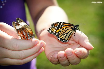 3372b- butterflies were released at a memorial service at Kinglake