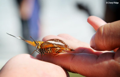 3378- butterflies were released at a memorial service at Kinglake