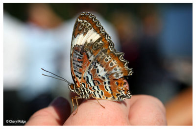 3385- butterflies were released at a memorial service at Kinglake