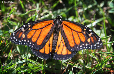 3406- butterflies were released at a memorial service at Kinglake