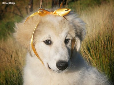 3479- (Barreges Pyreneans) young Annick wearing a yellow ribbon in memory of her relatives lost on Black Saturday