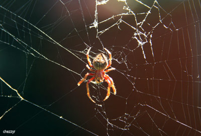 0002-spider.jpg