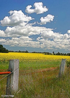 field-of-gold-sml.jpg