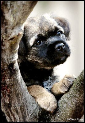 0095c-border terrier pup