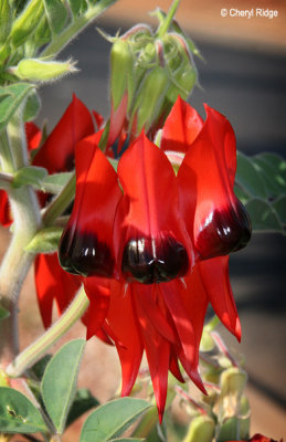 0006- Sturt Desert Pea flower in Central Australia