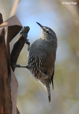 6111-treecreeper.jpg