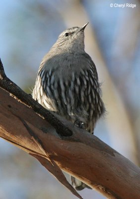6113-treecreeper.jpg