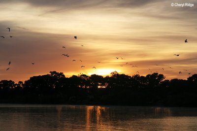 0015-mannum-sunrise.jpg