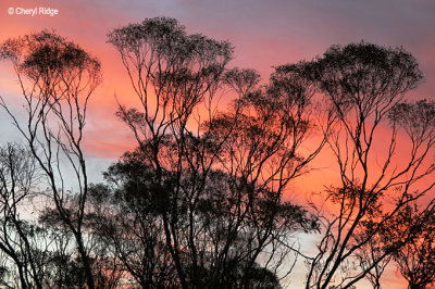 0036-mallee-sunrise.jpg