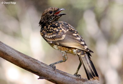Western Bowerbirds