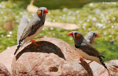 0025-zebra-finches.jpg