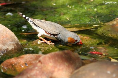 5806-zebra-finch.jpg