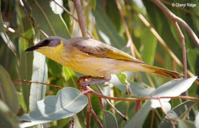 5335-grey-headed-honeyeater.jpg