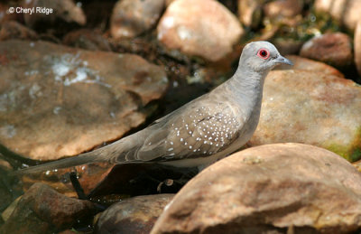 5810-diamond-dove.jpg