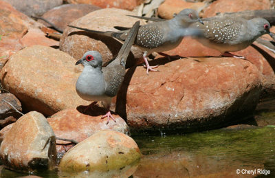 5819-diamond-dove.jpg