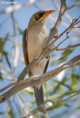 0068-yellow-throated-miner.jpg