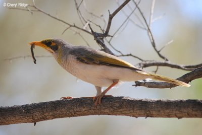 0099-yellow-throated-miner.jpg