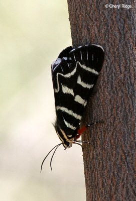 5287- unknown moth Central Australia