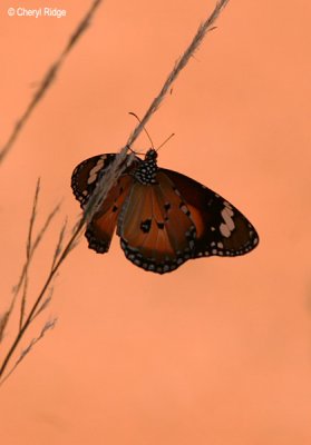 5289-butterfly.jpg