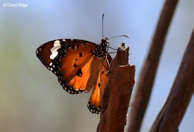5301-butterfly.jpg
