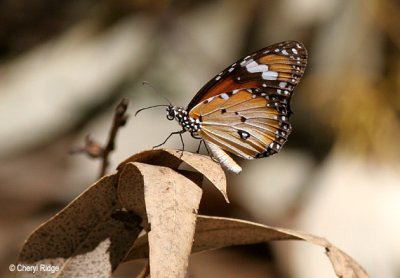 5405-butterfly.jpg