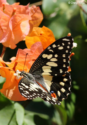 5960- chequered swallowtail butterfly