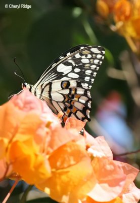 5964- chequered swallowtail butterfly