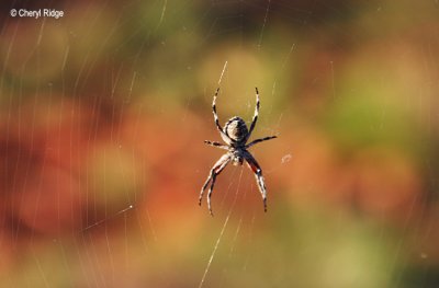 0020-spider.jpg