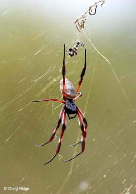 5348-spider.jpg
