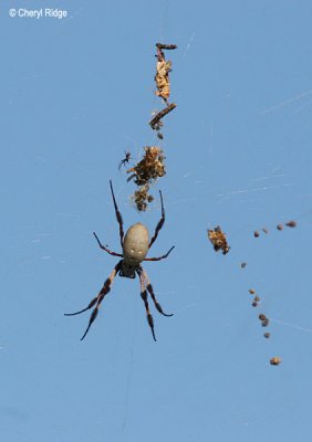 5542-spider.jpg