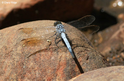 5774-dragonfly.jpg