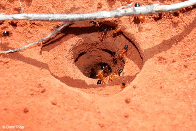 0041-ant-hole.jpg