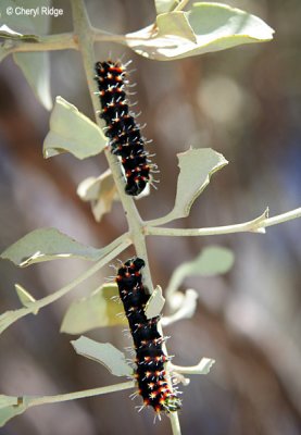 0125-caterpillar.jpg
