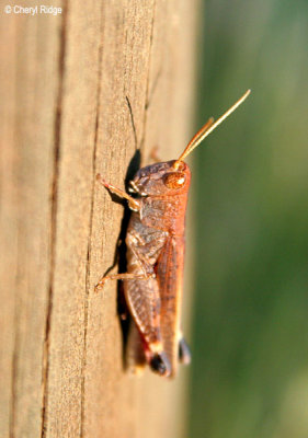 0025-grasshopper.jpg