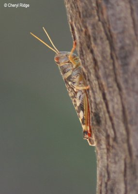 0112-grasshopper.jpg