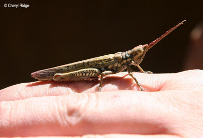 0127-grasshopper.jpg