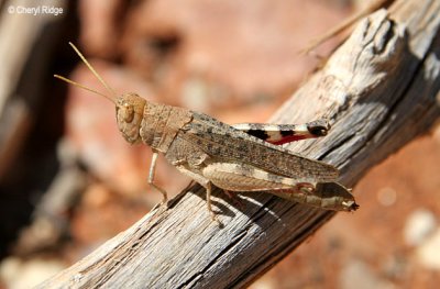 0135-grasshopper.jpg