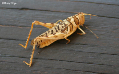 0140-grasshopper.jpg