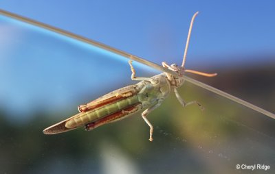 0180-grasshopper.jpg