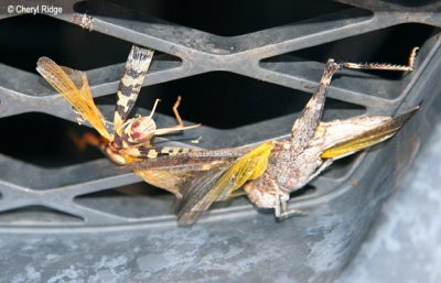 0183-grasshopper-grill.jpg