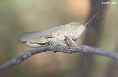 5126-grasshopper.jpg