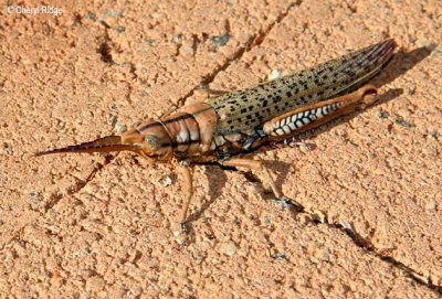 5165-grasshopper.jpg
