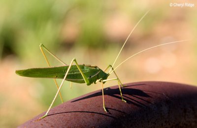 5189-katydid-grasshopper.jpg