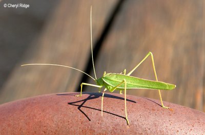 5193-katydid-grasshopper.jpg