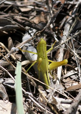 5422-grasshopper.jpg